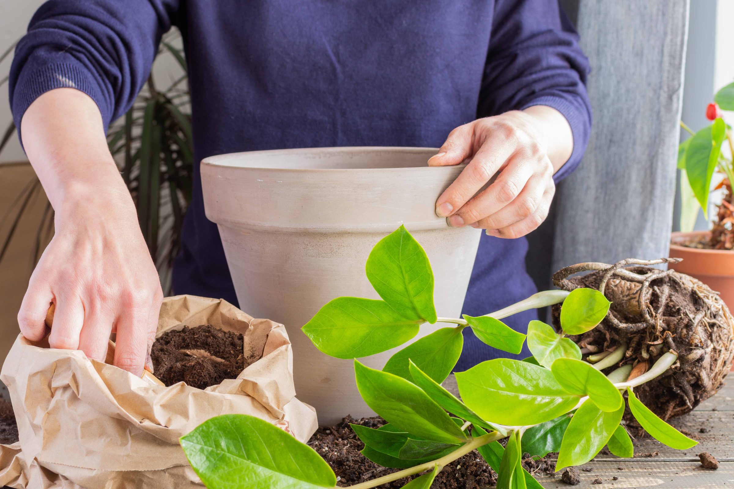 Professional Potting & Repotting for Thriving Plants