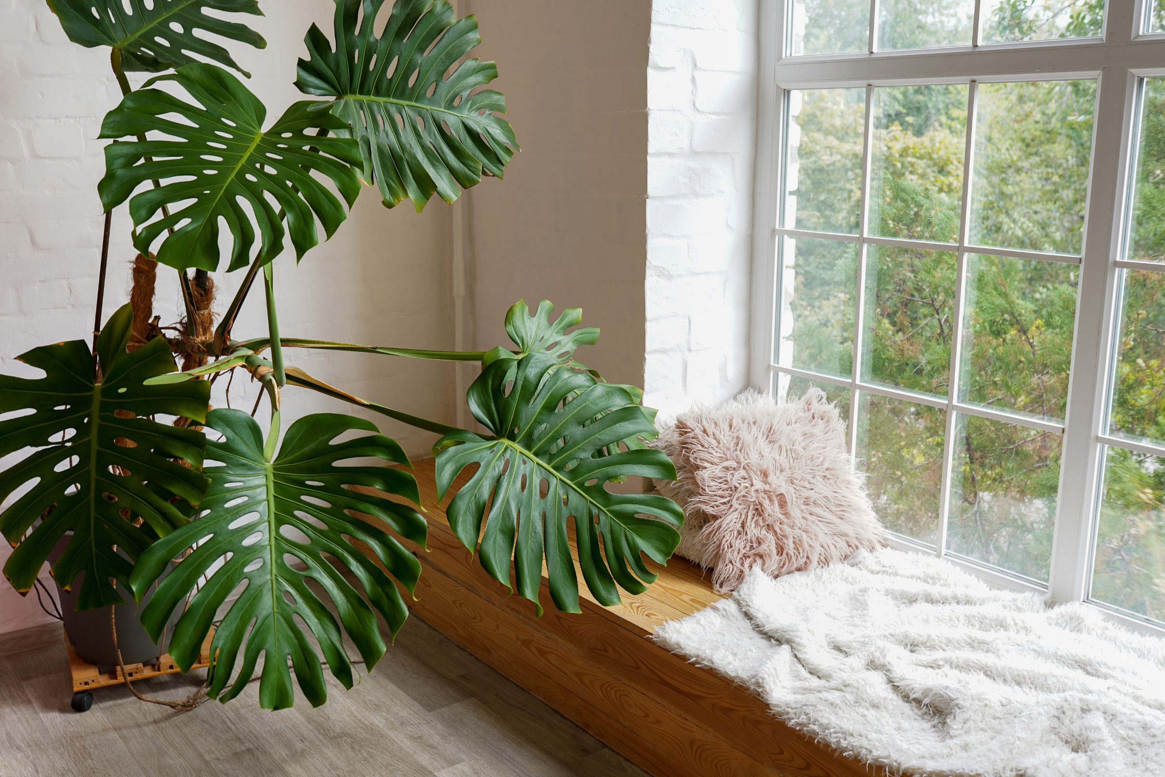 Monstera Plant Collection