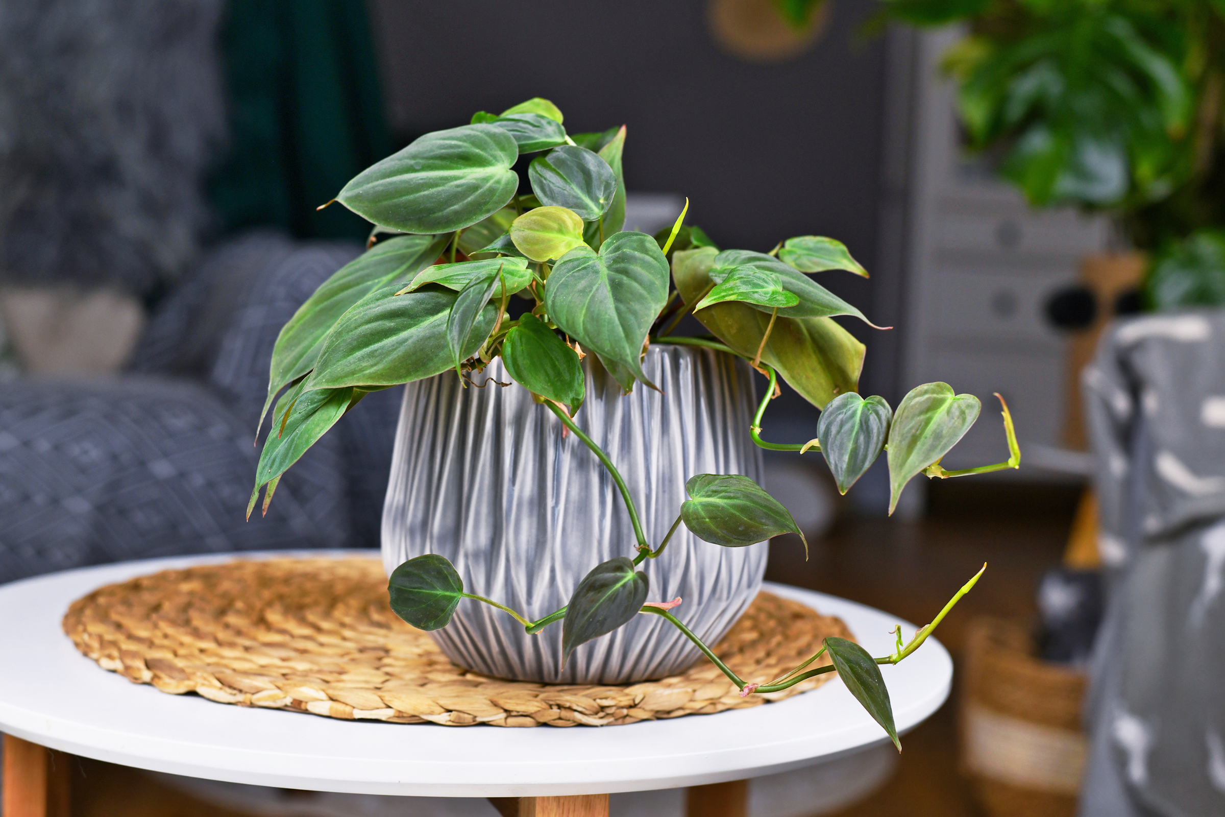 Philodendron Plant Collection