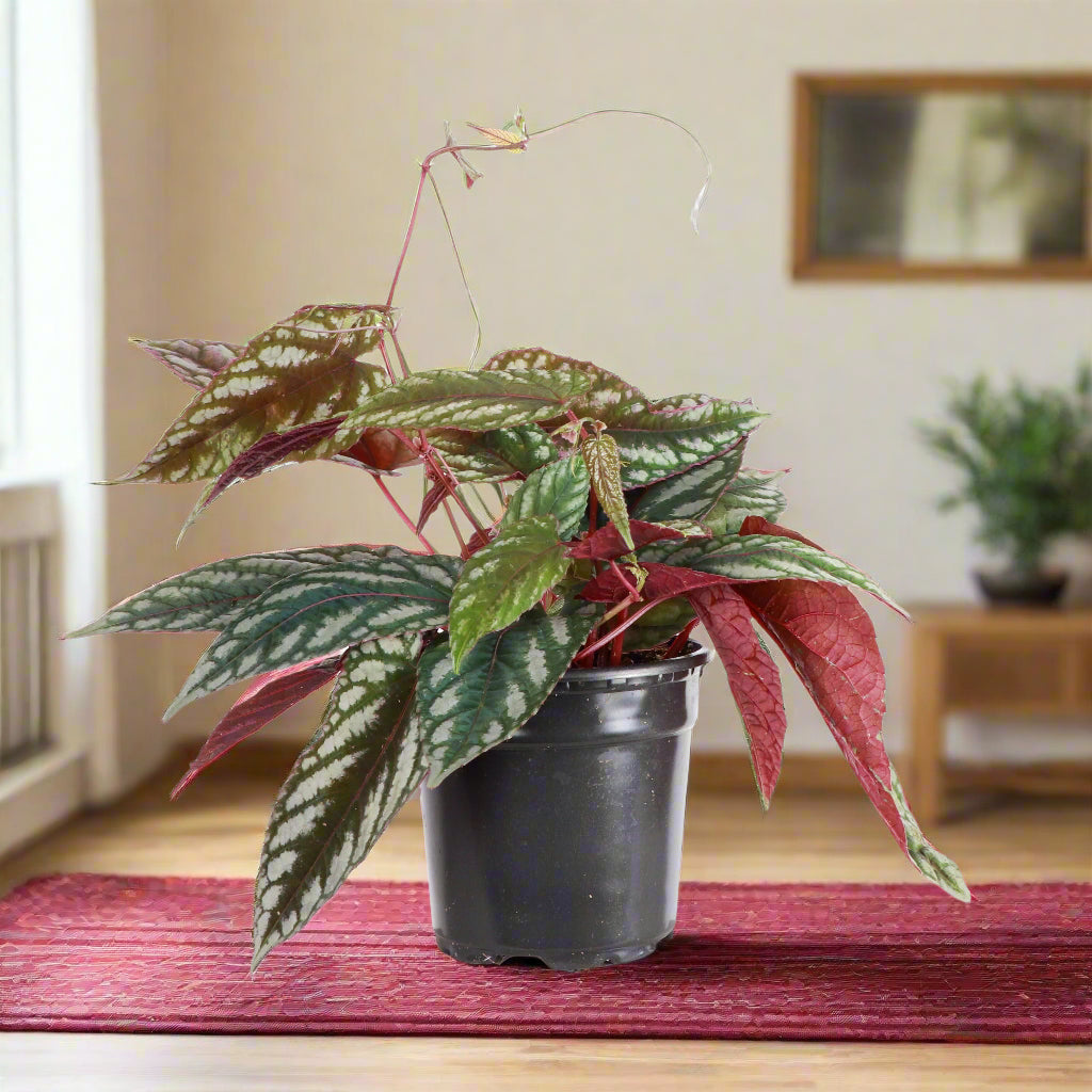 Rex Begonia Vine (Cissus Discolor) 4&quot; Rare Plant