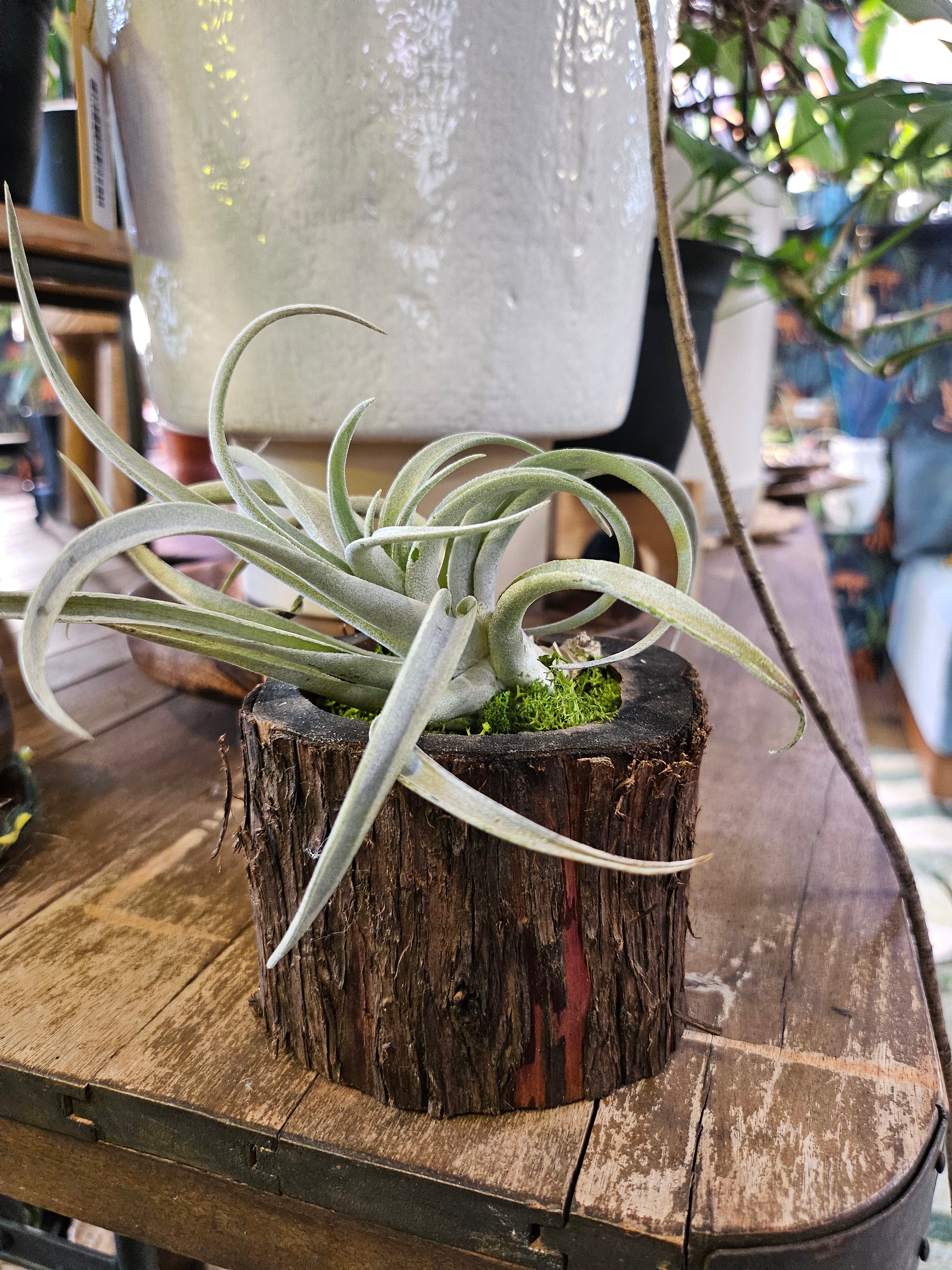 Black Walnut Wooden Bark Pot / Planter