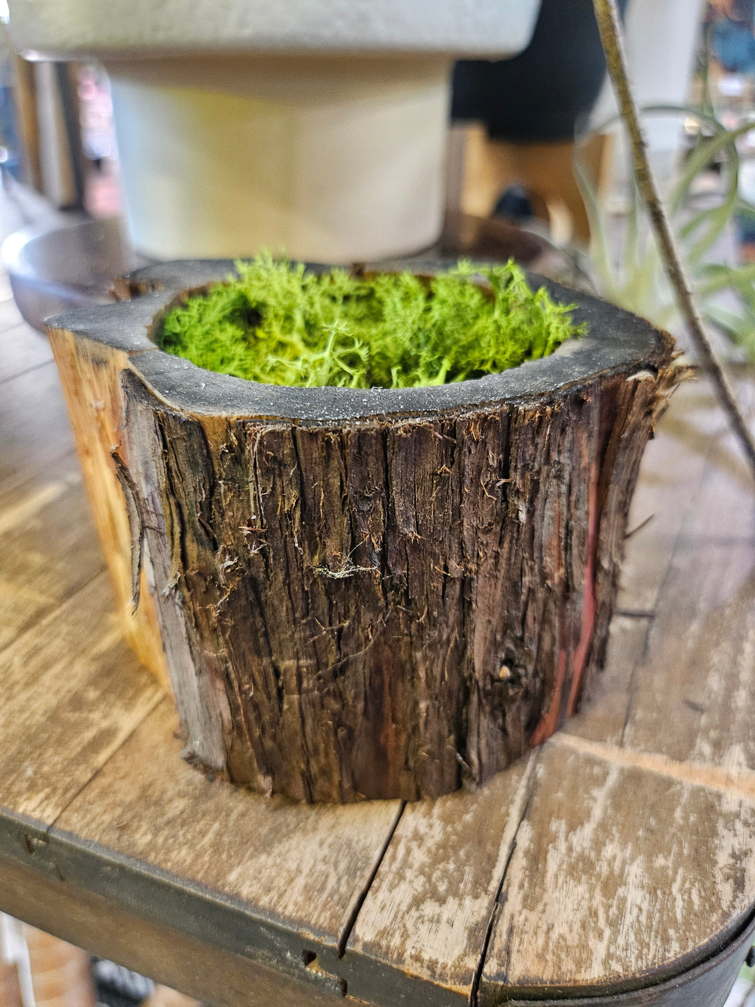 Black Walnut Wooden Bark Pot / Planter