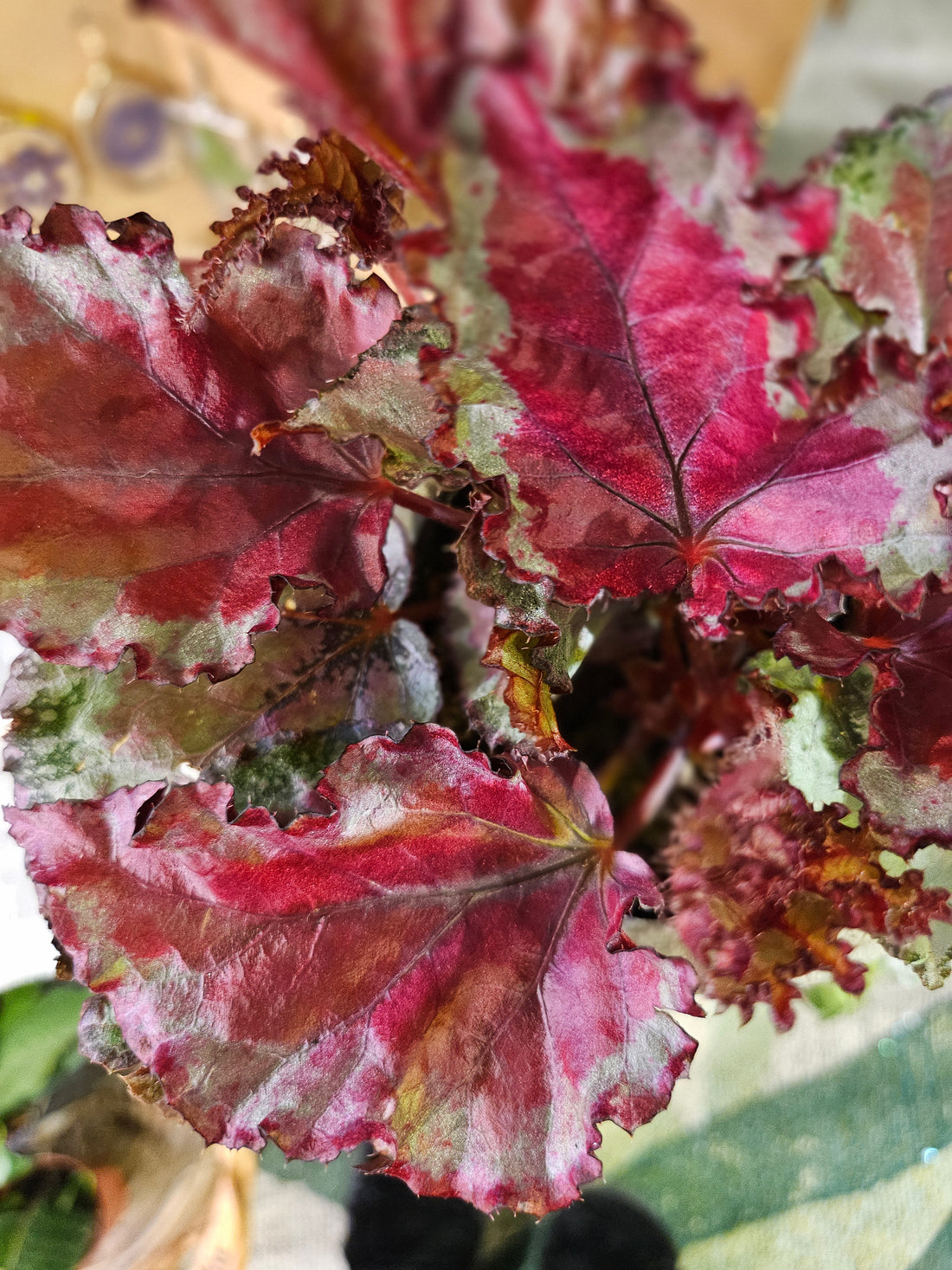 Red Rex Begonia Plant (Begonia rex-cultorum)