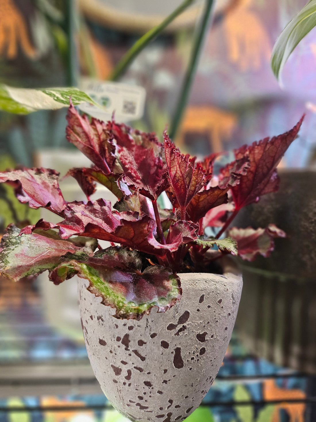 Red Rex Begonia Plant (Begonia rex-cultorum)