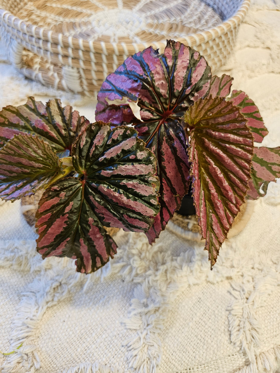 Painted Leaf  Exotica 3&quot; Begonia (Begonia brevirimosa ‘Exotica’)