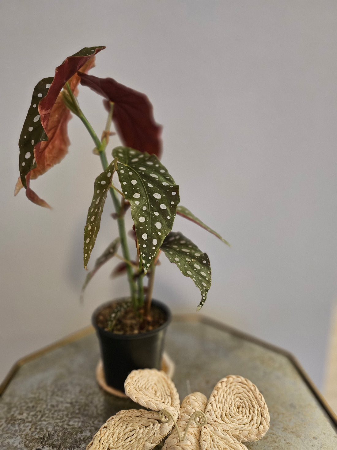 Polka Dot Begonia (Begonia Maculata)