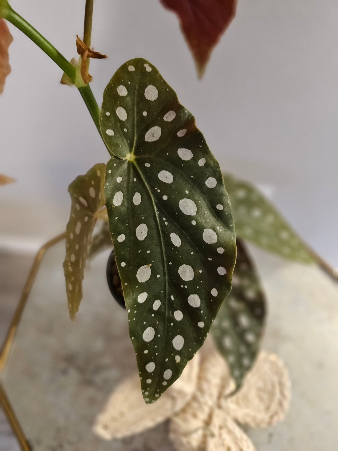 Polka Dot Begonia (Begonia Maculata)