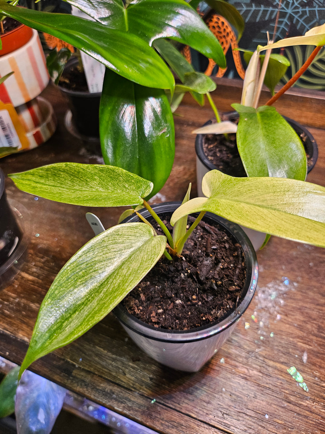 Philodendron Florida Ghost Mint Rare Plant (Philodendron pedatum x squamiferum)