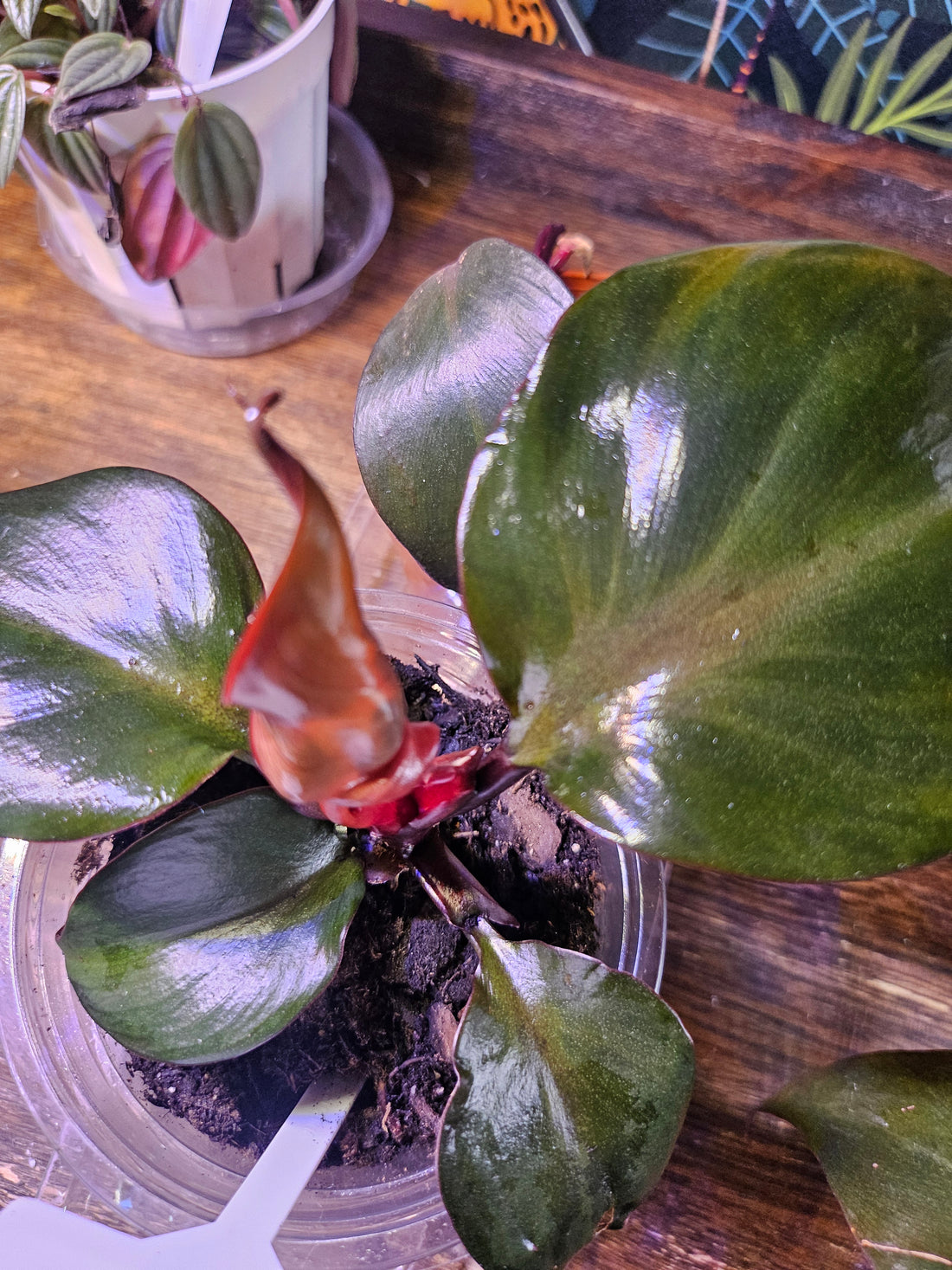 Philodendron Red Heart 3&quot; Rare Plant