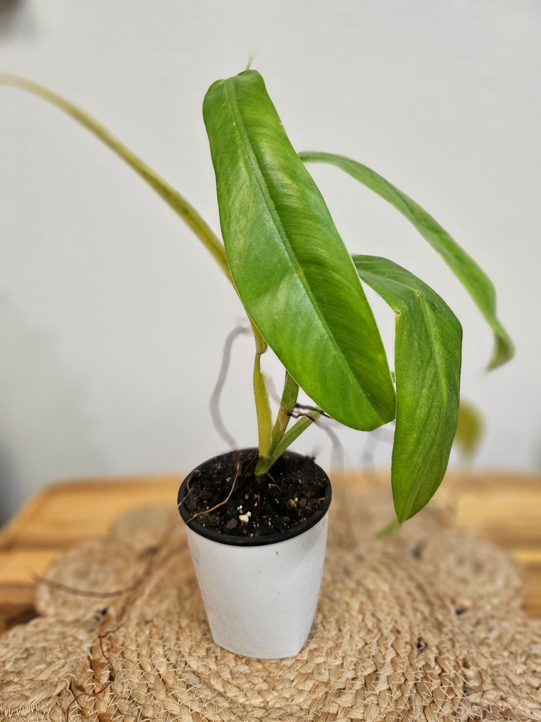 Philodendron NOID 5&quot; Plant