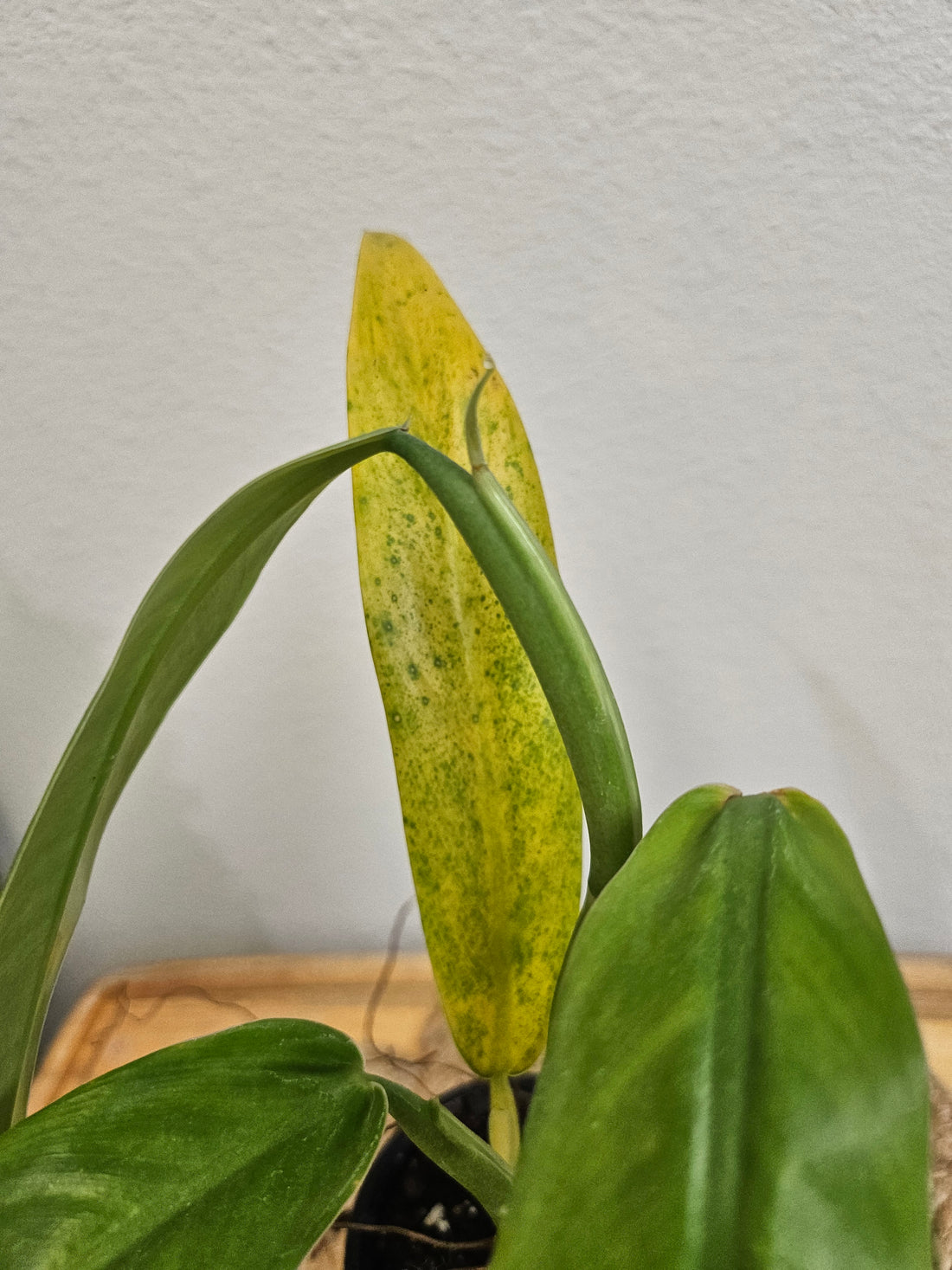 Philodendron NOID 5&quot; Plant