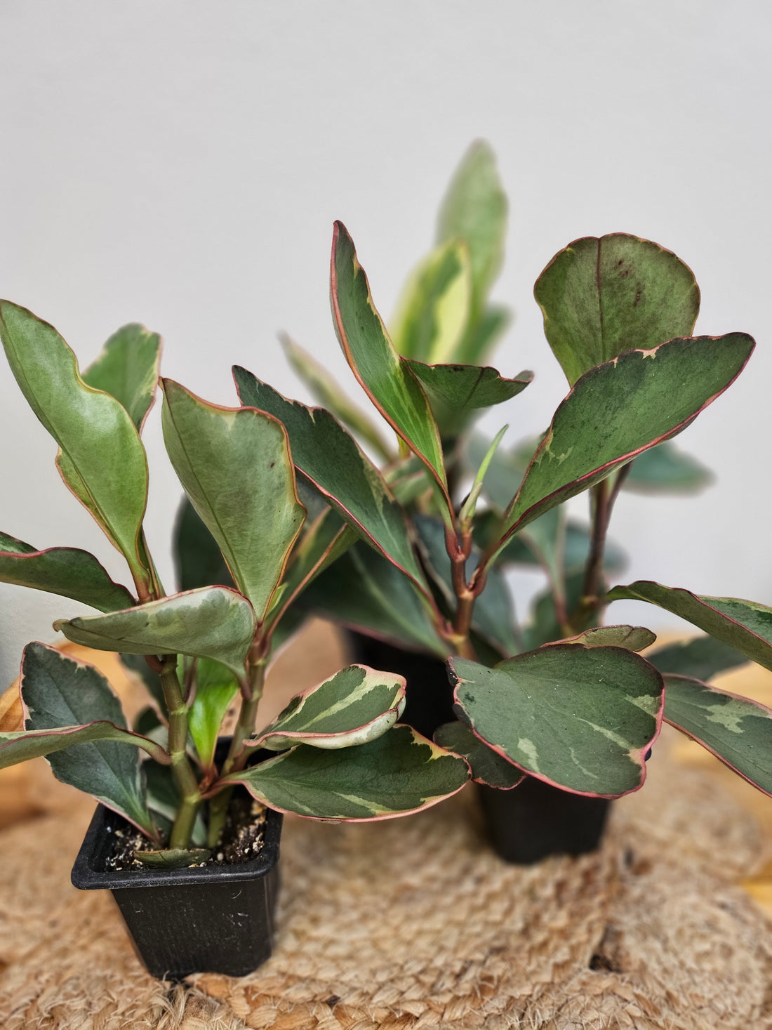 Rainbow Peperomia &