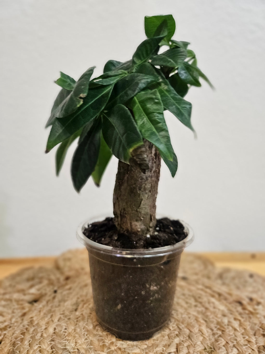 Money Tree (Pachira aquatica) 4&quot; Plant