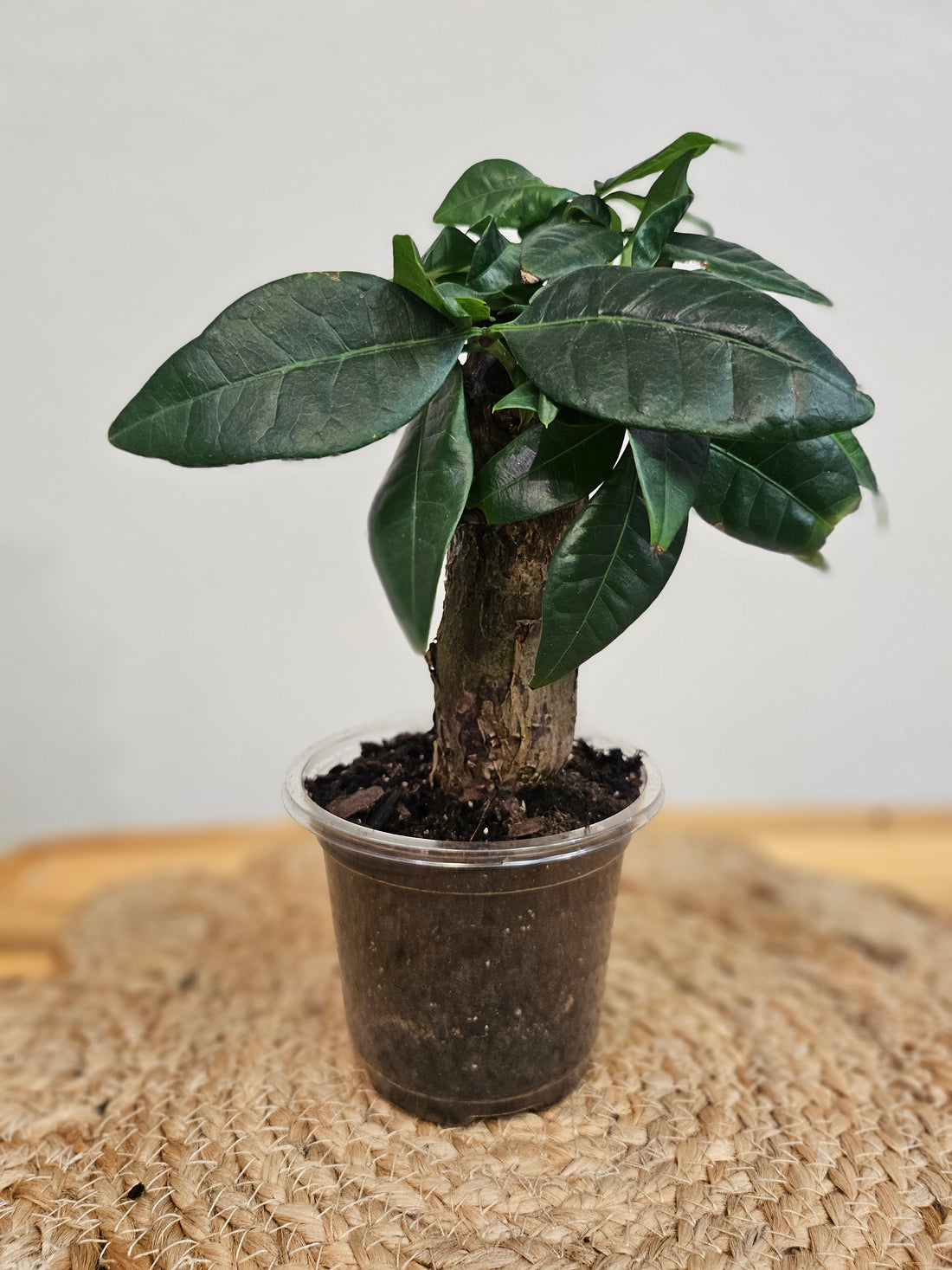 Money Tree (Pachira aquatica) 4&quot; Plant