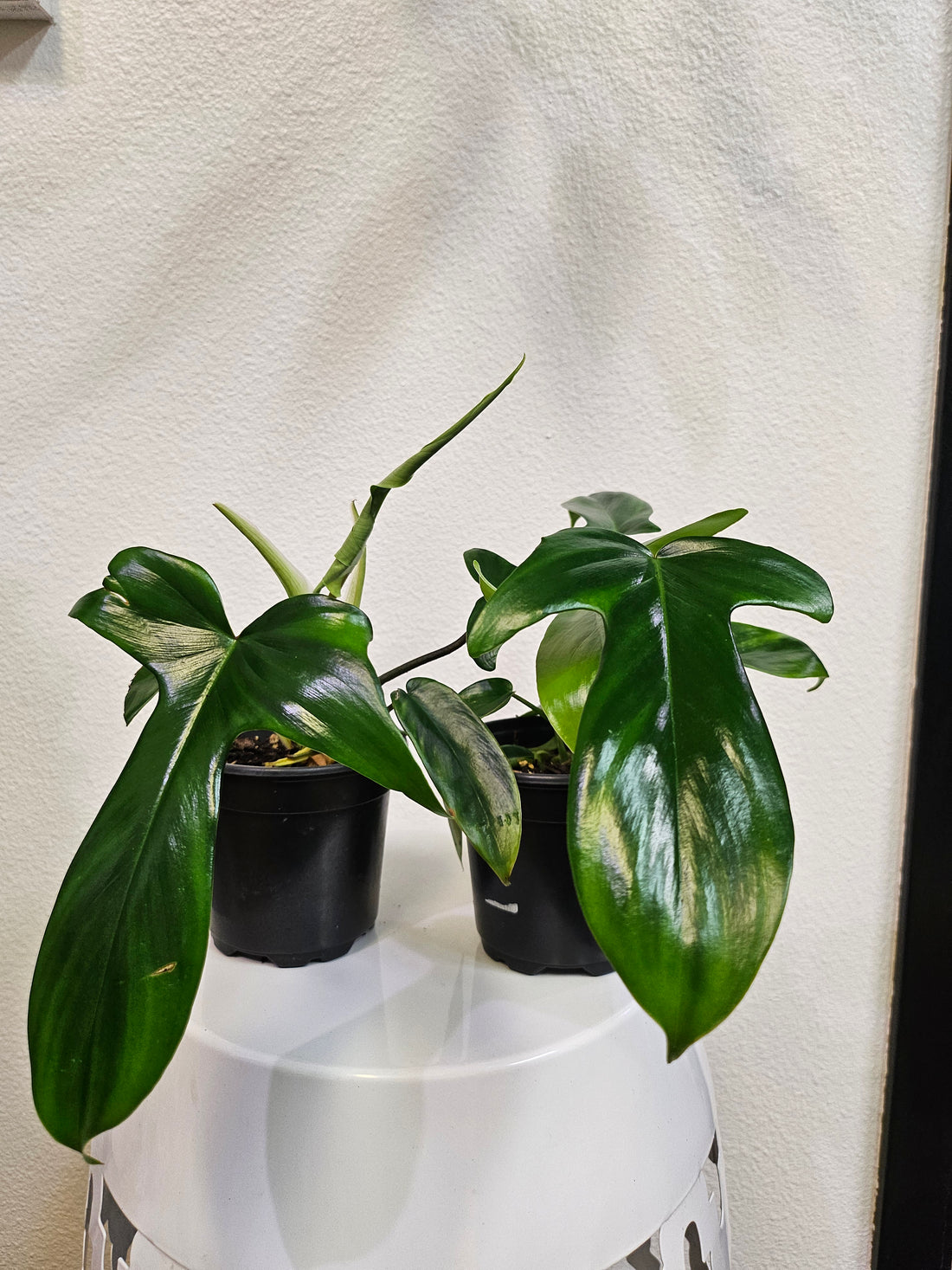 Philodendron Florida Green Plant (philodendron pedatum x squamiferum)