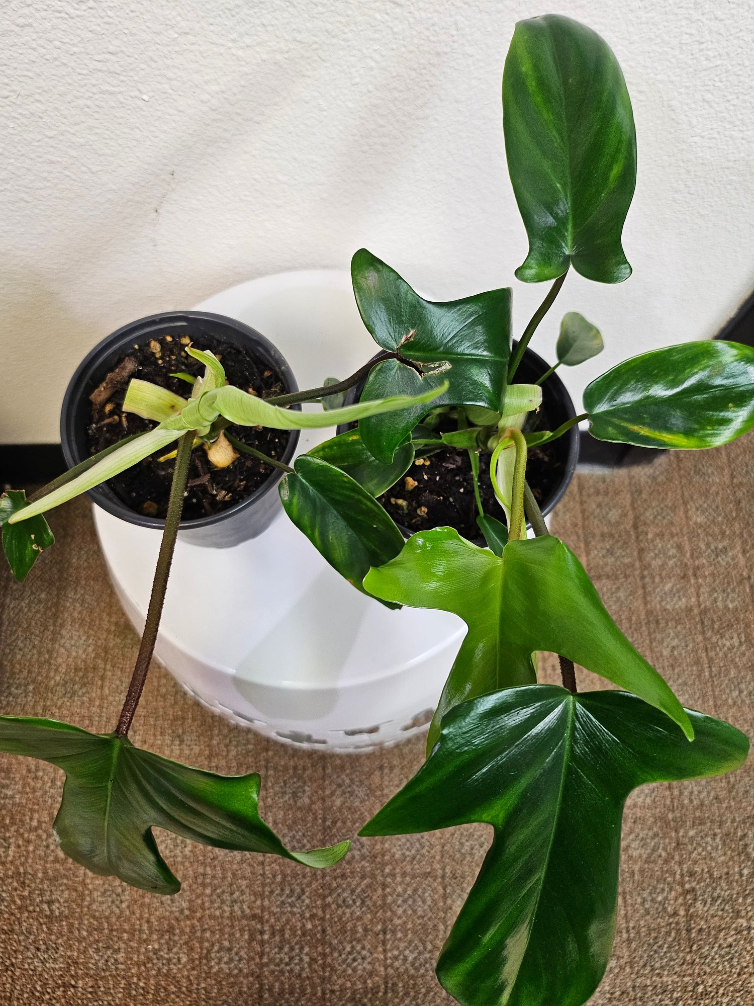 Philodendron Florida Green Plant (philodendron pedatum x squamiferum)