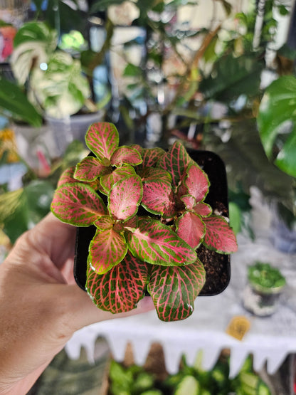 Nerve Plant Collection (Fittonia albivenis)