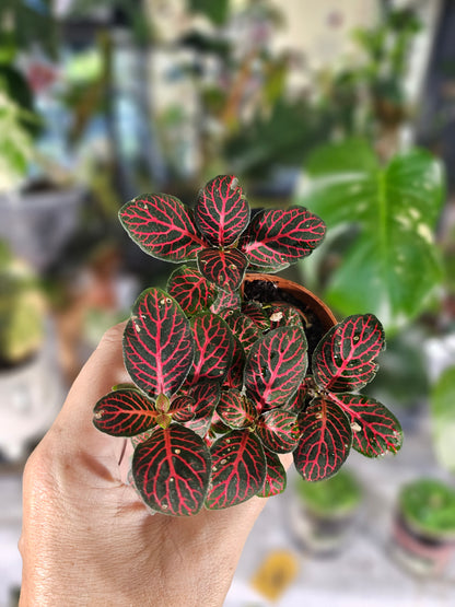 Nerve Plant Collection (Fittonia albivenis)