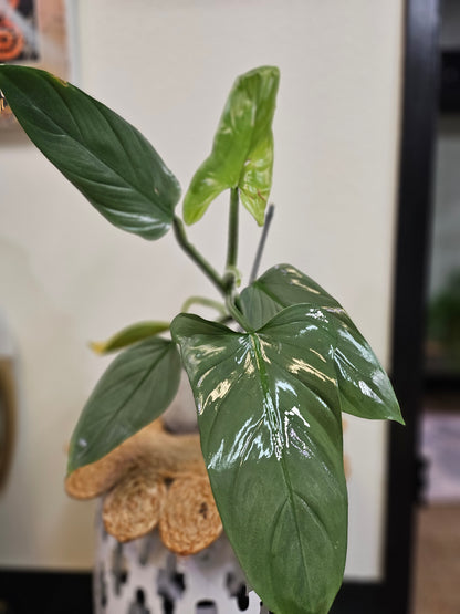 Silver Sword Philodendron 5&quot; (Philodendron hastatum)