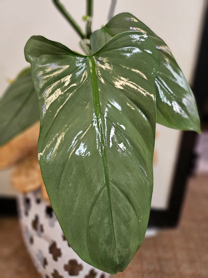 Silver Sword Philodendron 5&quot; (Philodendron hastatum)