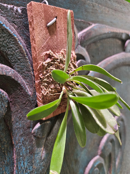 Pleurothallis Tribuloides Rare Mini Orchid on Cork