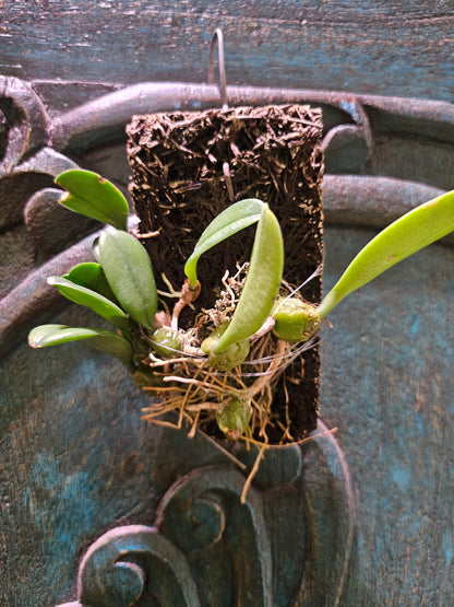 Bulbophyllum barbigerm Rare Mini Orchid