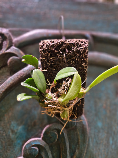 Bulbophyllum barbigerm Rare Mini Orchid