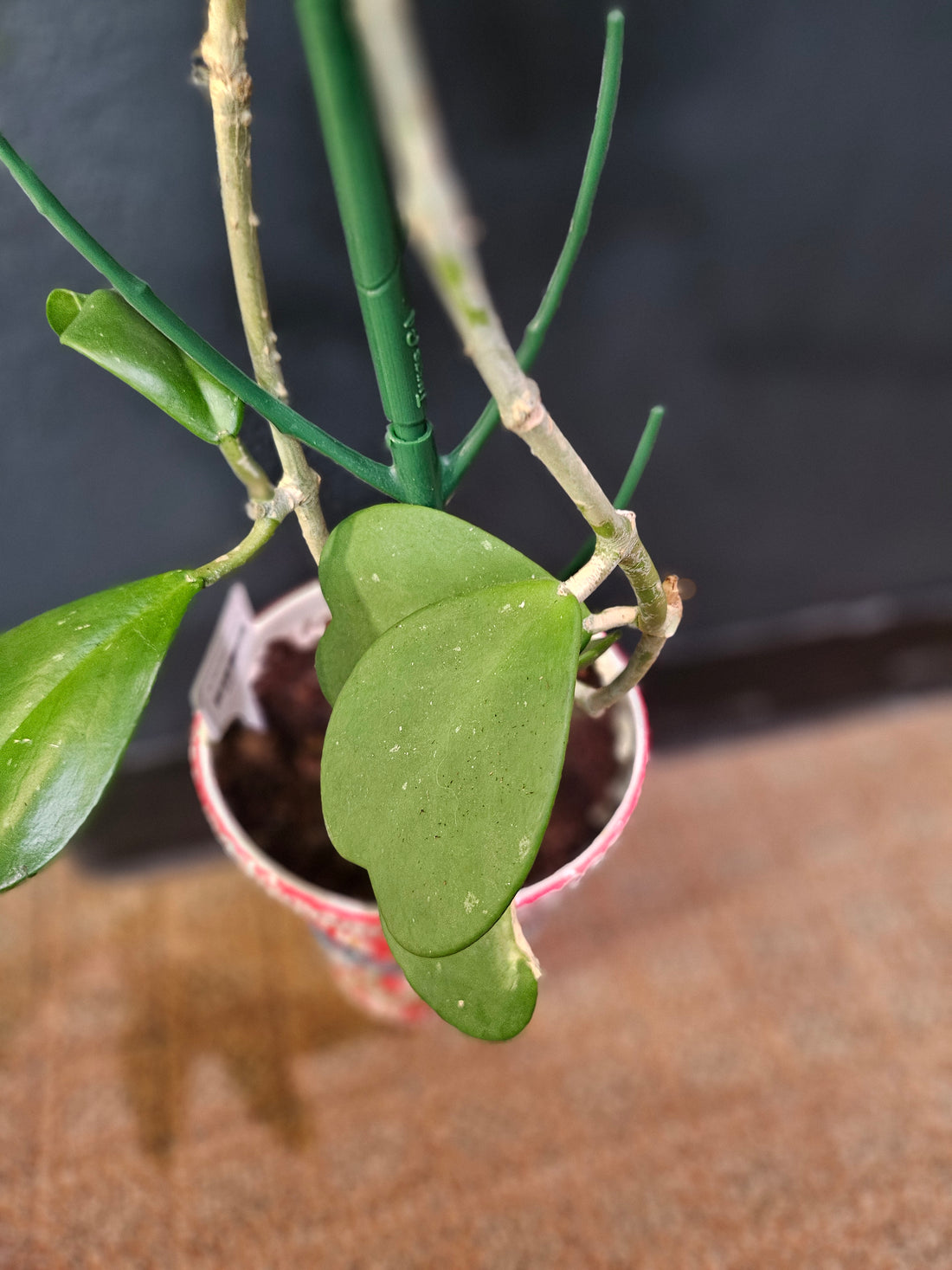 Heart-Shaped Sweetheart Plant (Hoya Kerri)