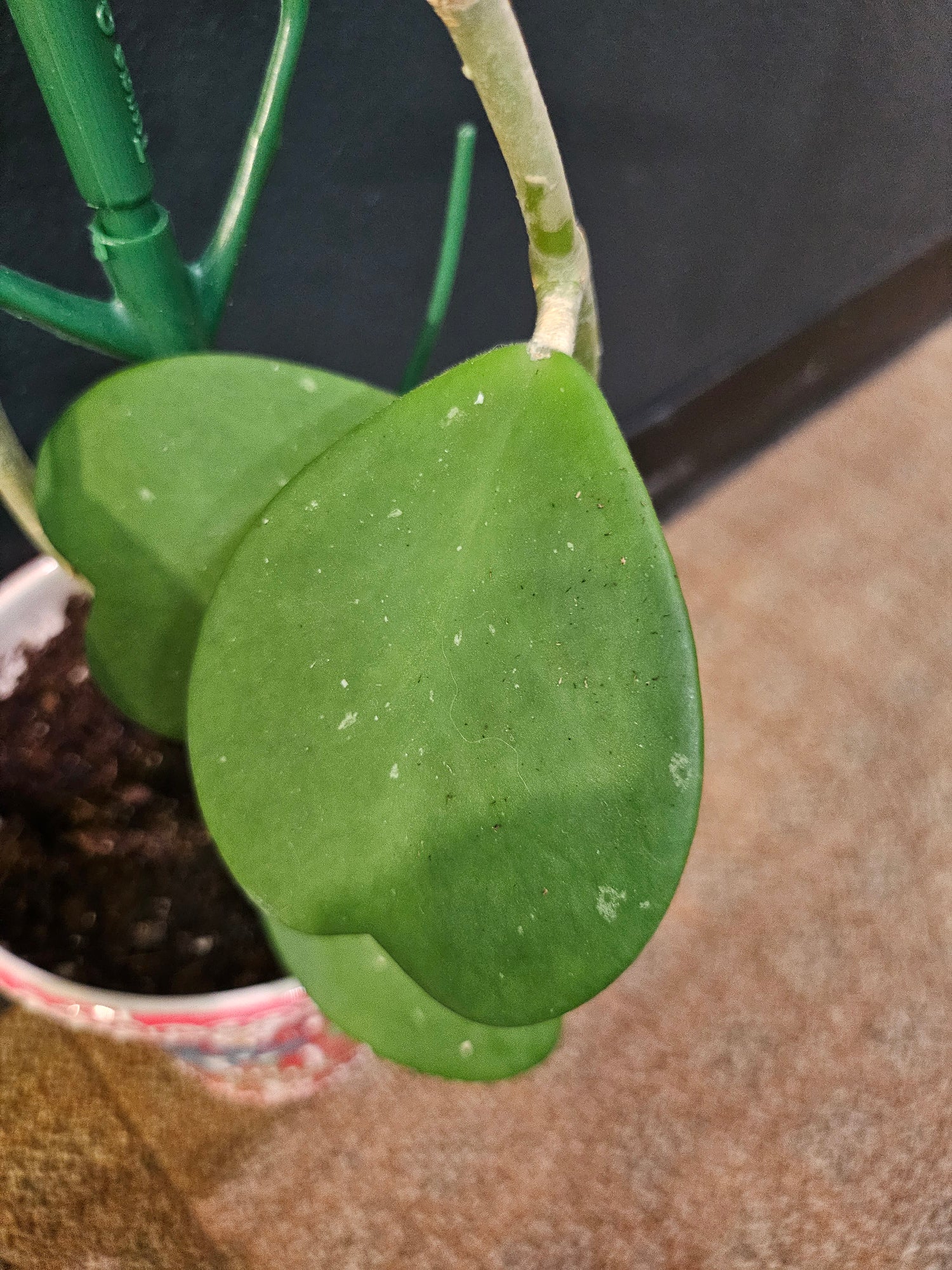 Heart-Shaped Sweetheart Plant (Hoya Kerri)