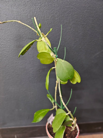 Heart-Shaped Sweetheart Plant (Hoya Kerri)