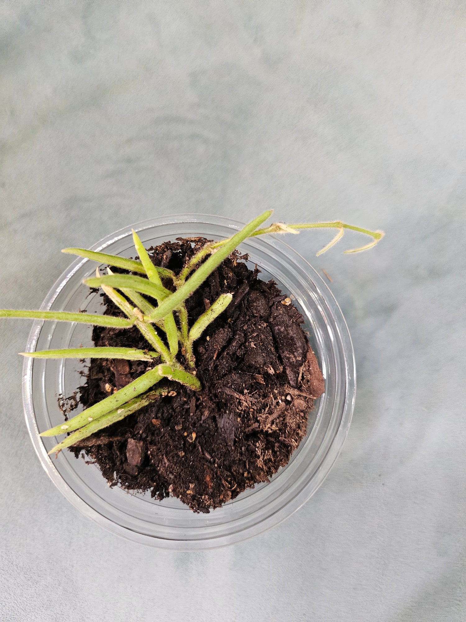 Needle Leaf Hoya / String Bean Hoya (Hoya linearis) Rare Plant