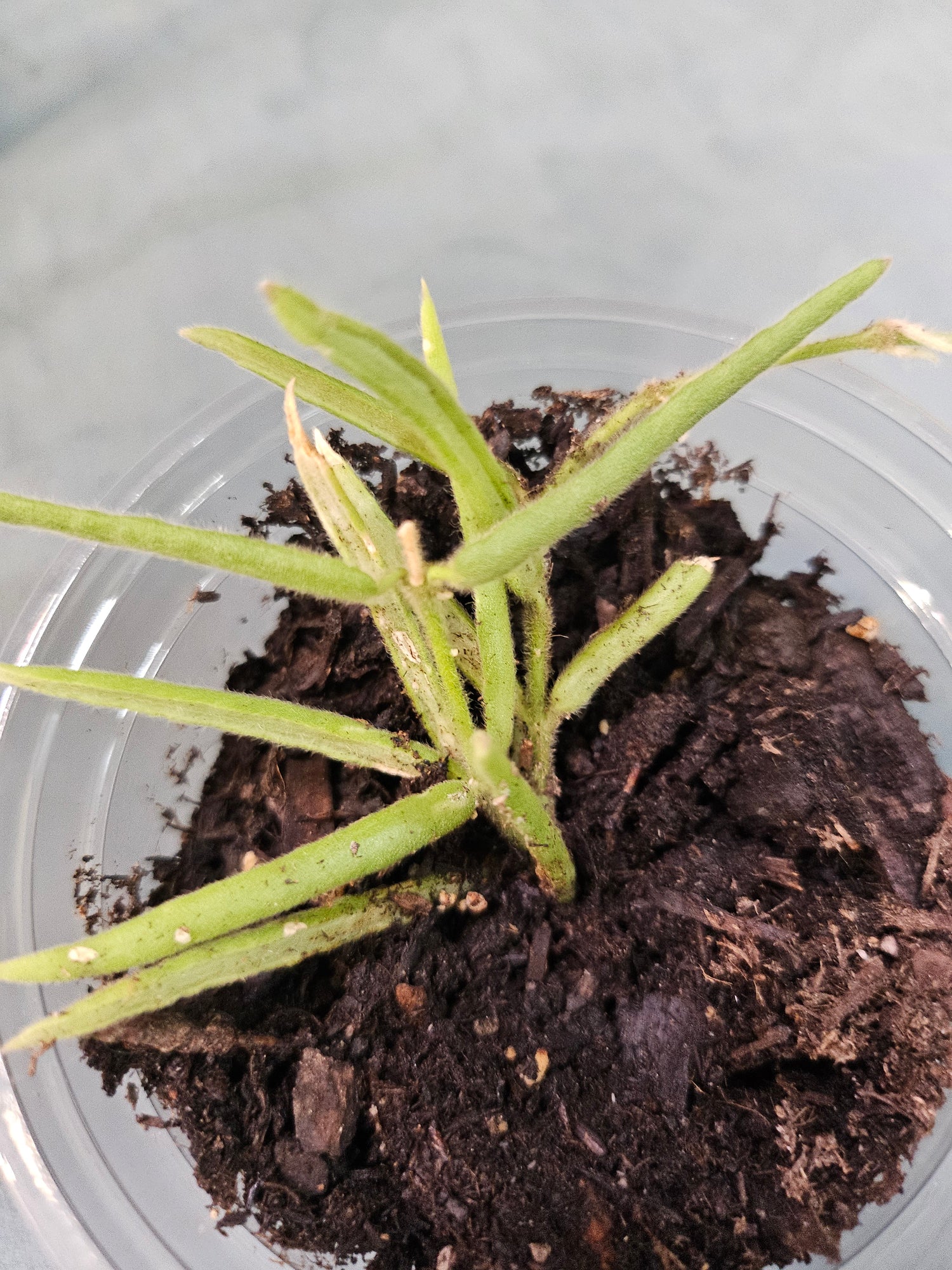 Needle Leaf Hoya / String Bean Hoya (Hoya linearis) Rare Plant