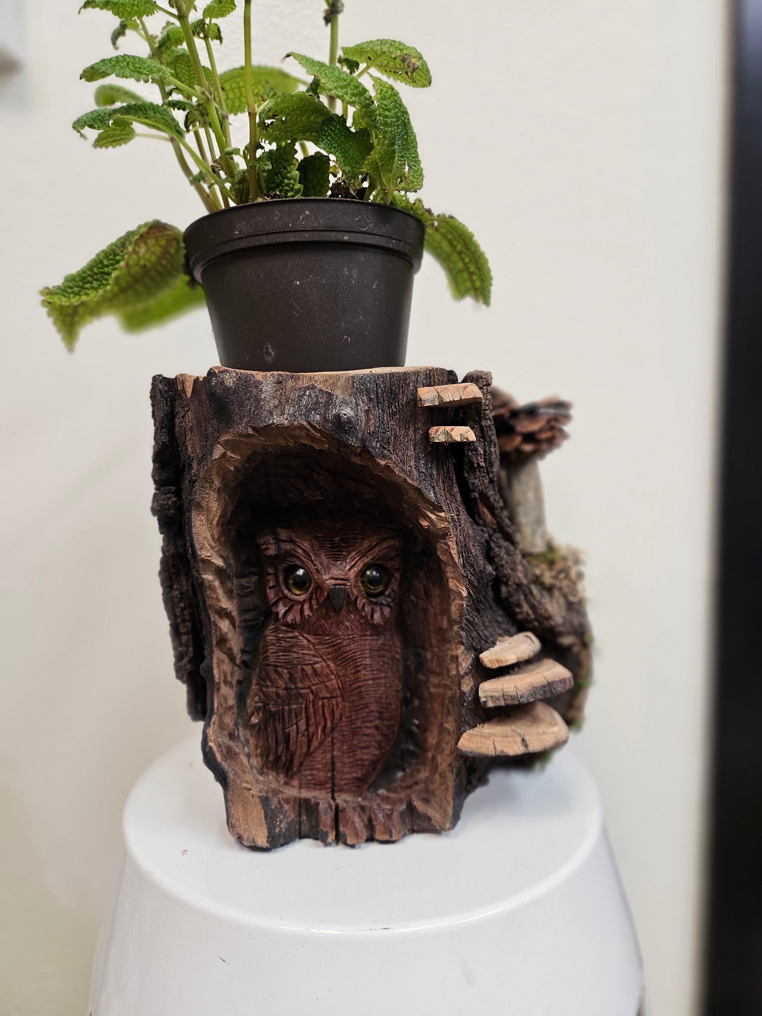 Wood Spirit: Hand-Carved Owl &amp; Mushroom Wood Spirit Planter in Solid Walnut (13&quot; x 8&quot;)