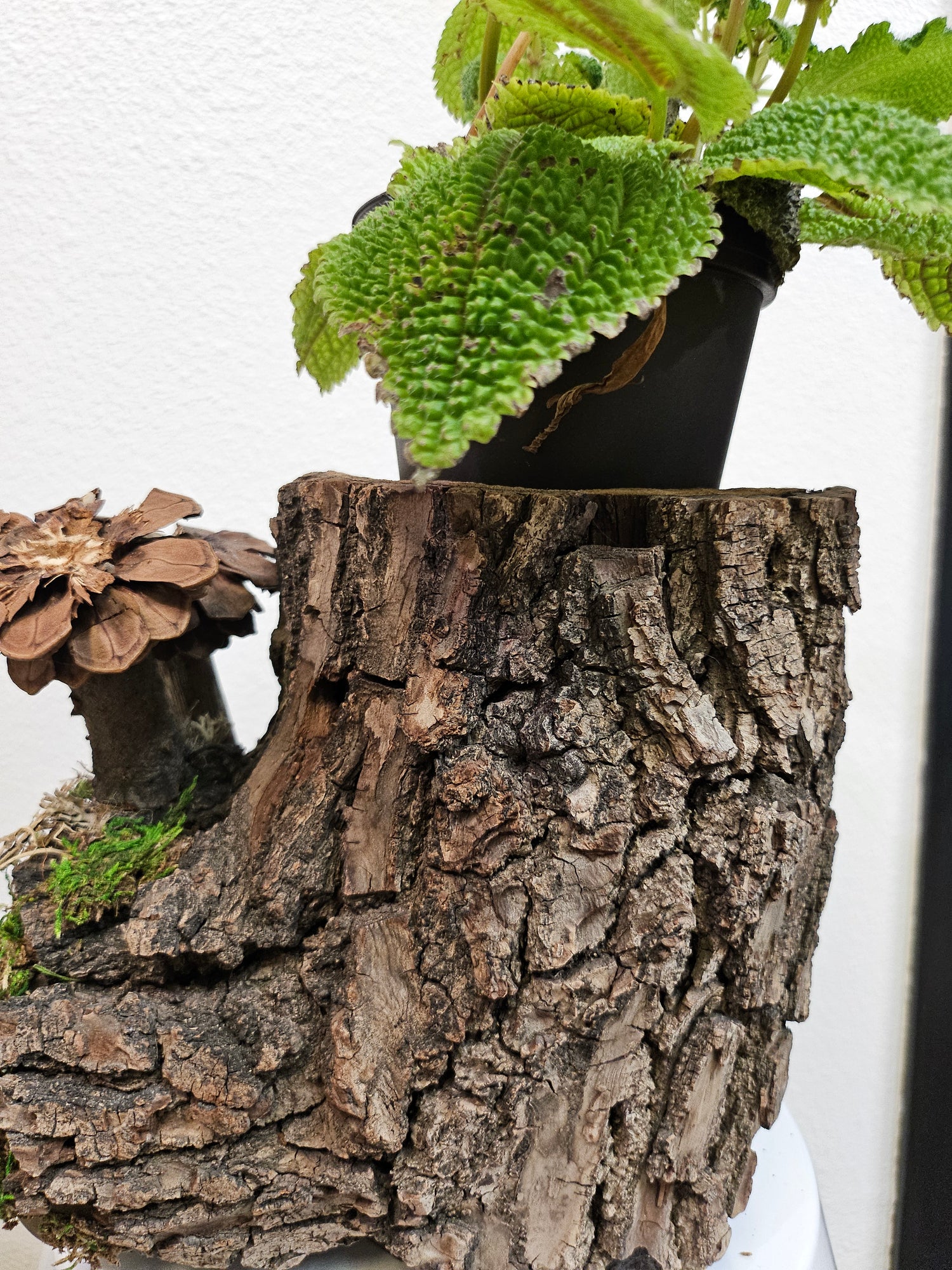 Wood Spirit: Hand-Carved Owl &amp; Mushroom Wood Spirit Planter in Solid Walnut (13&quot; x 8&quot;)