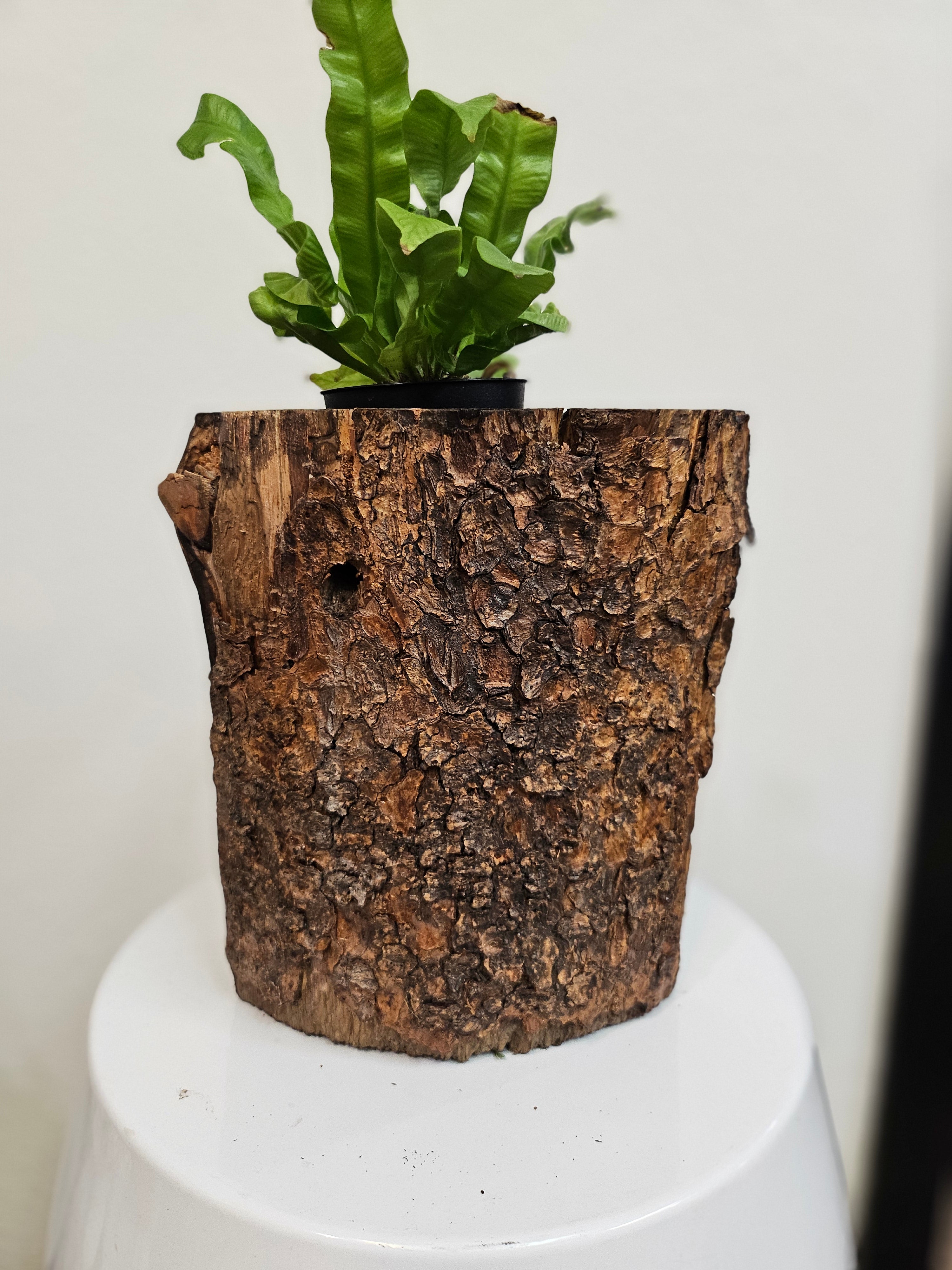 Wood Spirit: Hand-Carved &amp; Painted Wood Spirit Planter in Solid Walnut (8&quot; x 6&quot;)