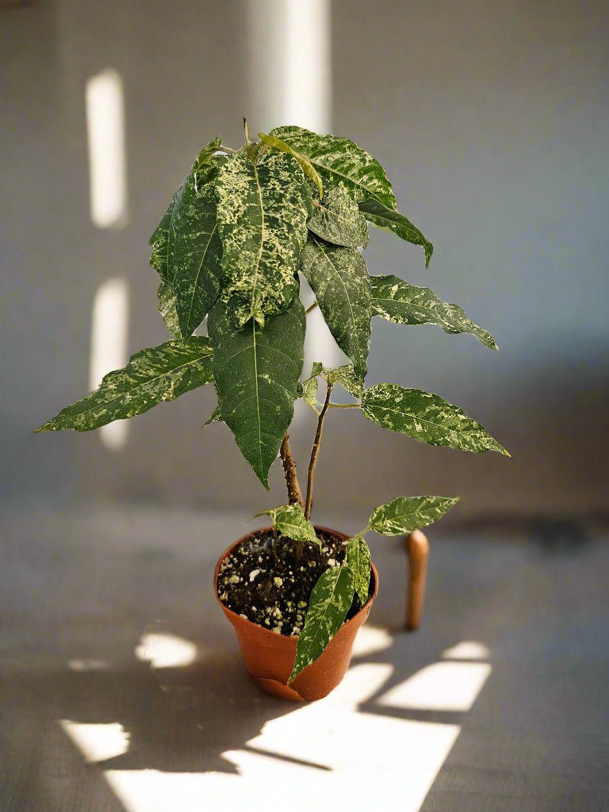 Ficus Aspera Mosaic / Clown Fig 4&quot; Plant