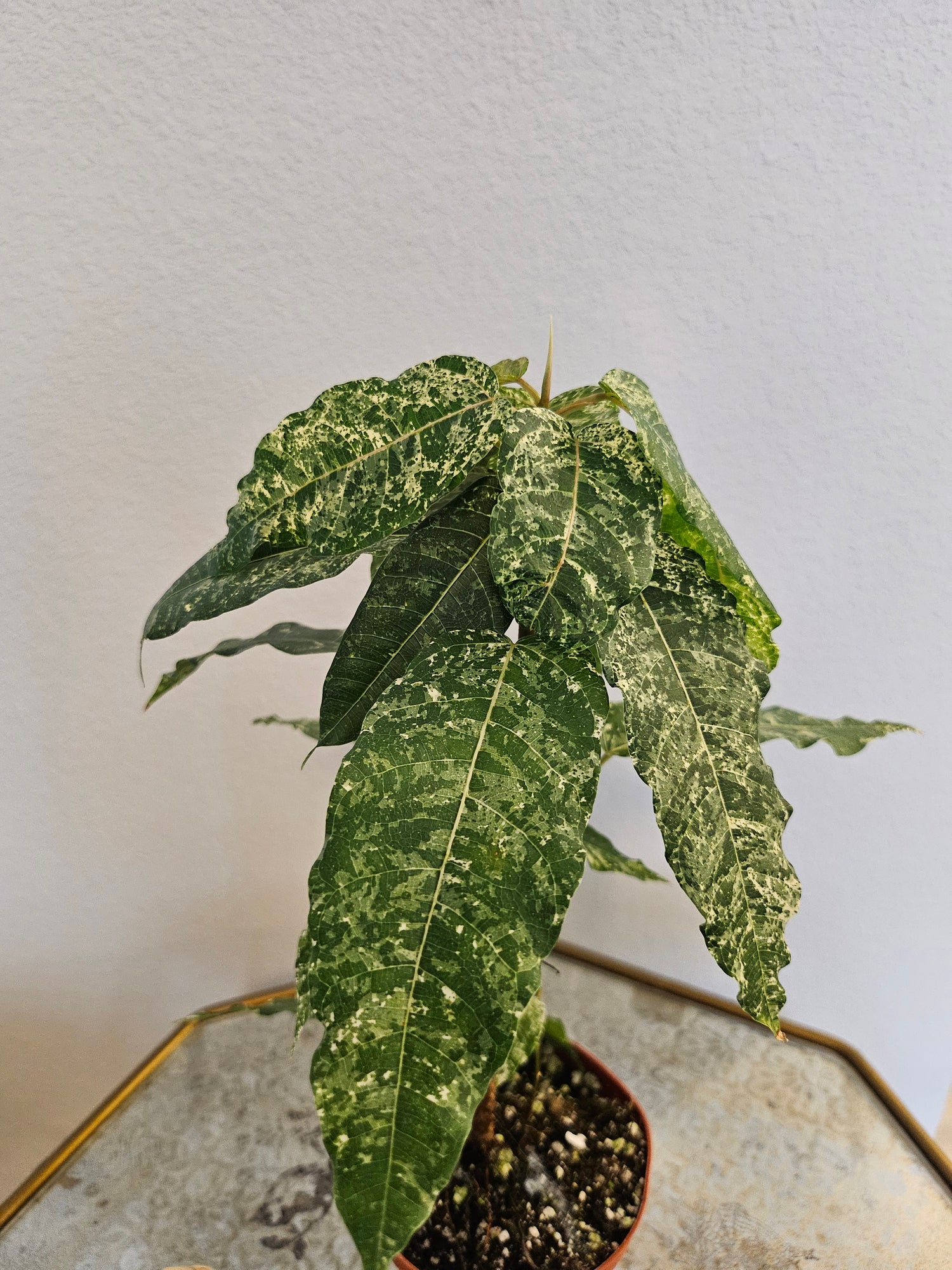 Ficus Aspera Mosaic / Clown Fig 4&quot; Plant