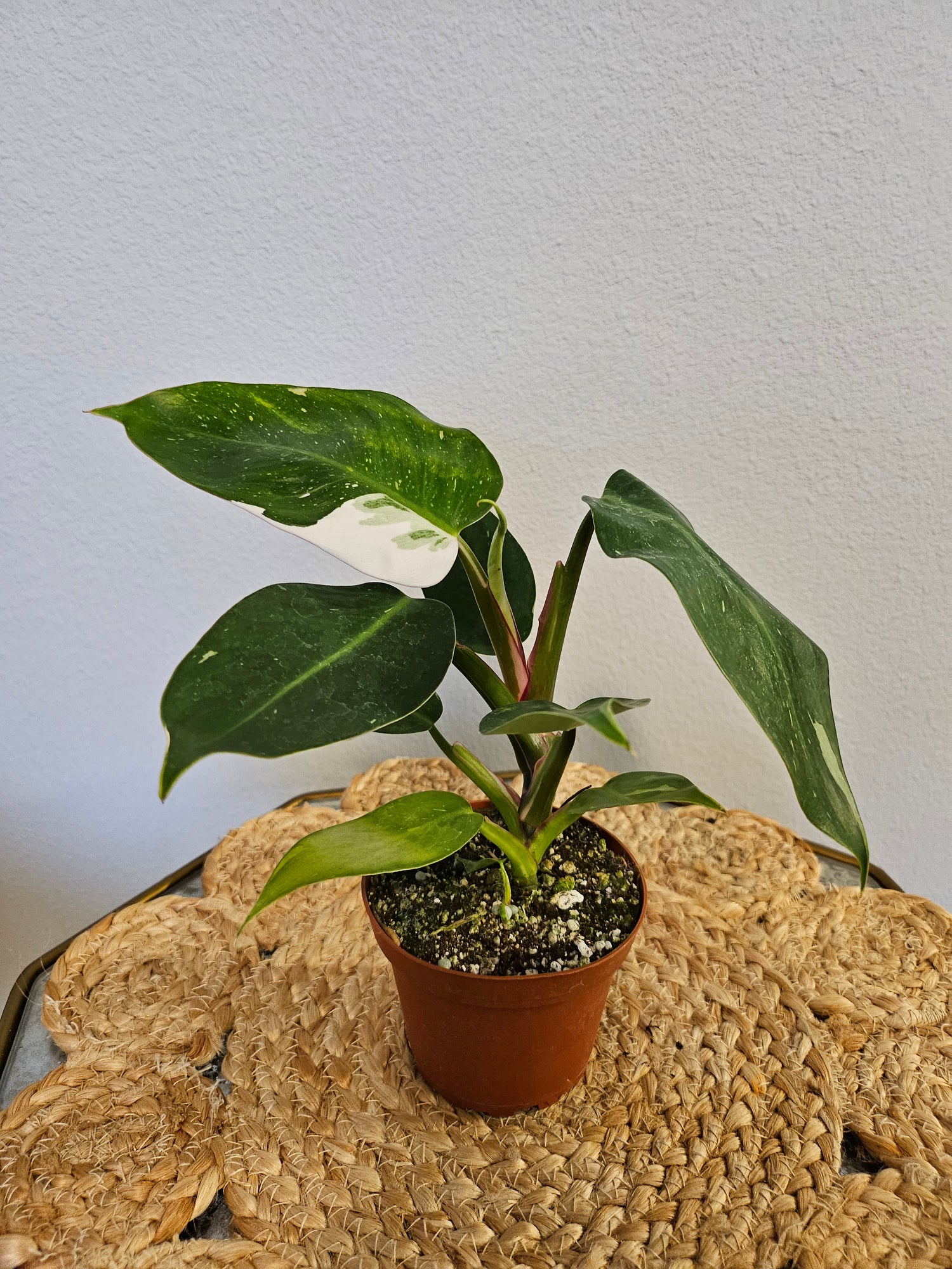 Philodendron White Princess 4&quot; Rare Plant (Philodendron erubescens)