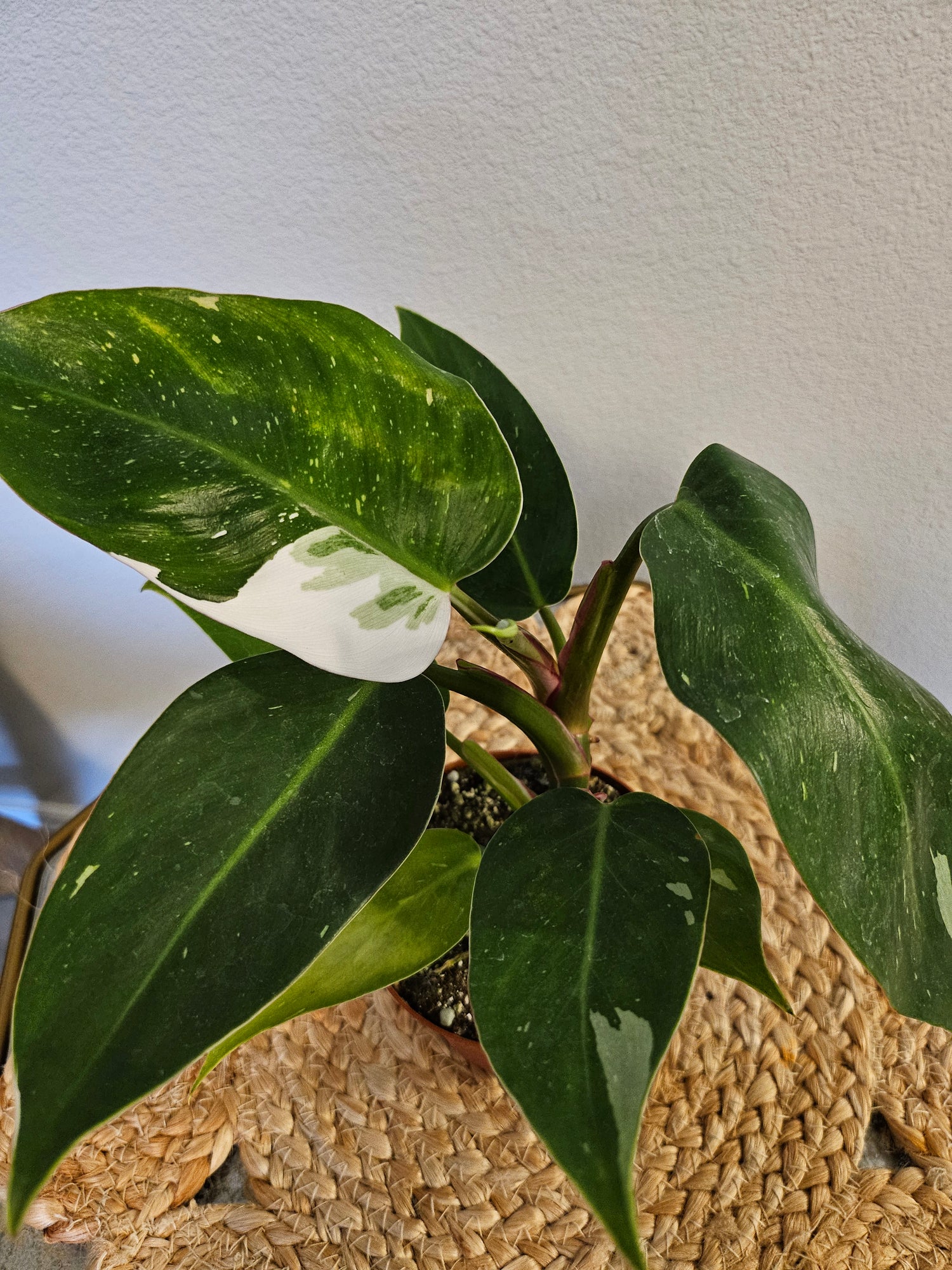 Philodendron White Princess 4&quot; Rare Plant (Philodendron erubescens)