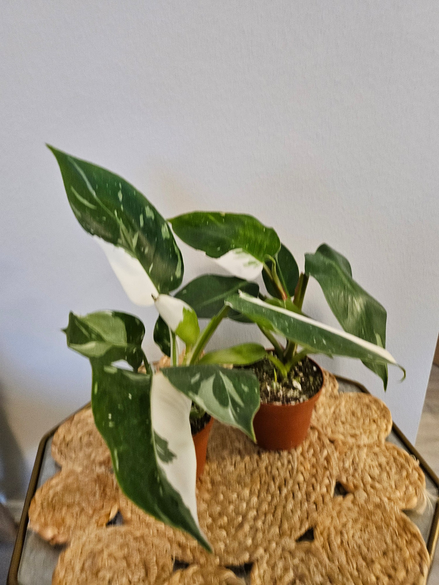 Philodendron White Princess 4&quot; Rare Plant (Philodendron erubescens)