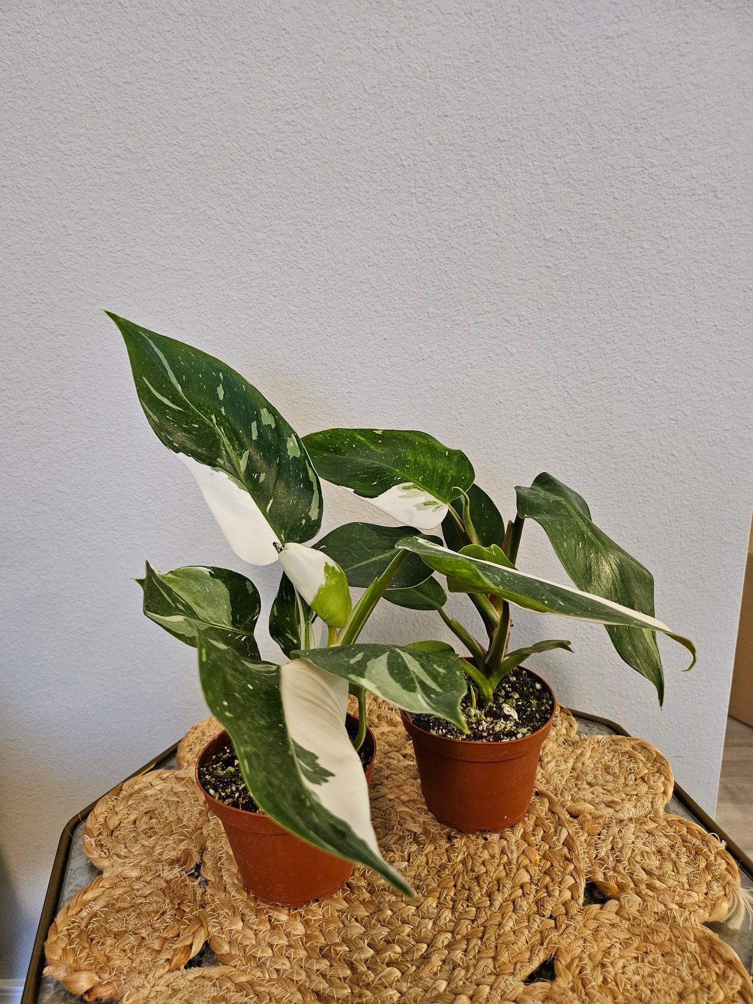 Philodendron White Princess 4&quot; Rare Plant (Philodendron erubescens)