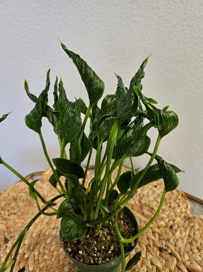 Pothos Epipremnum aureum &