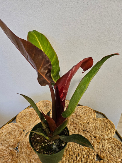 Philodendron Red Sun Rare 4&quot; Plant (Philodendron selloum ‘Sun Red’)