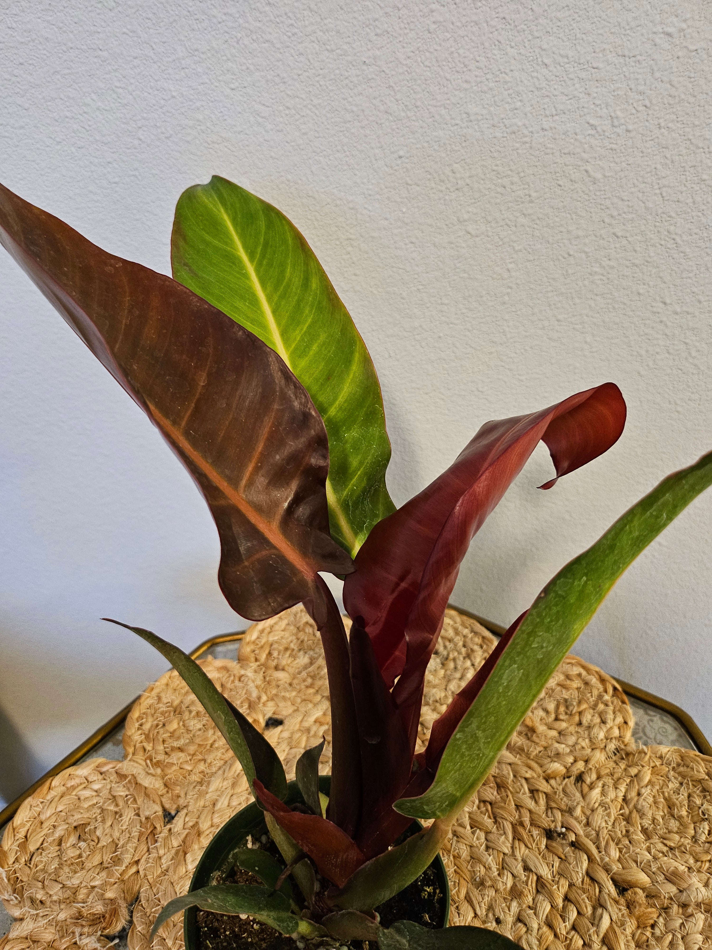 Philodendron Red Sun Rare 4&quot; Plant (Philodendron selloum ‘Sun Red’)