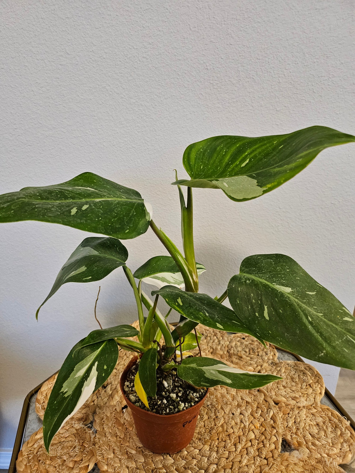 Philodendron White Wizard 4&quot; Rare Plant (Philodendron erubescens)