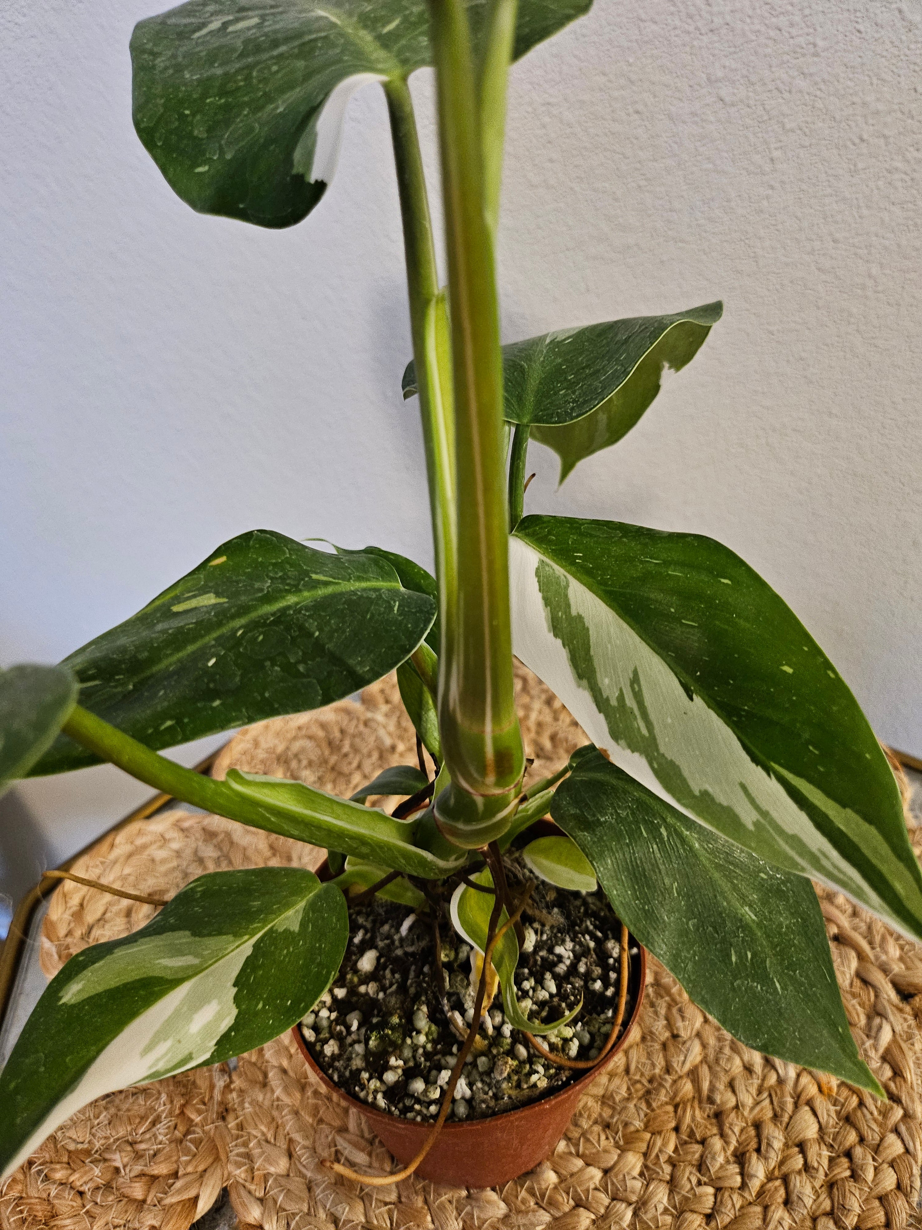 Philodendron White Wizard 4&quot; Rare Plant (Philodendron erubescens)