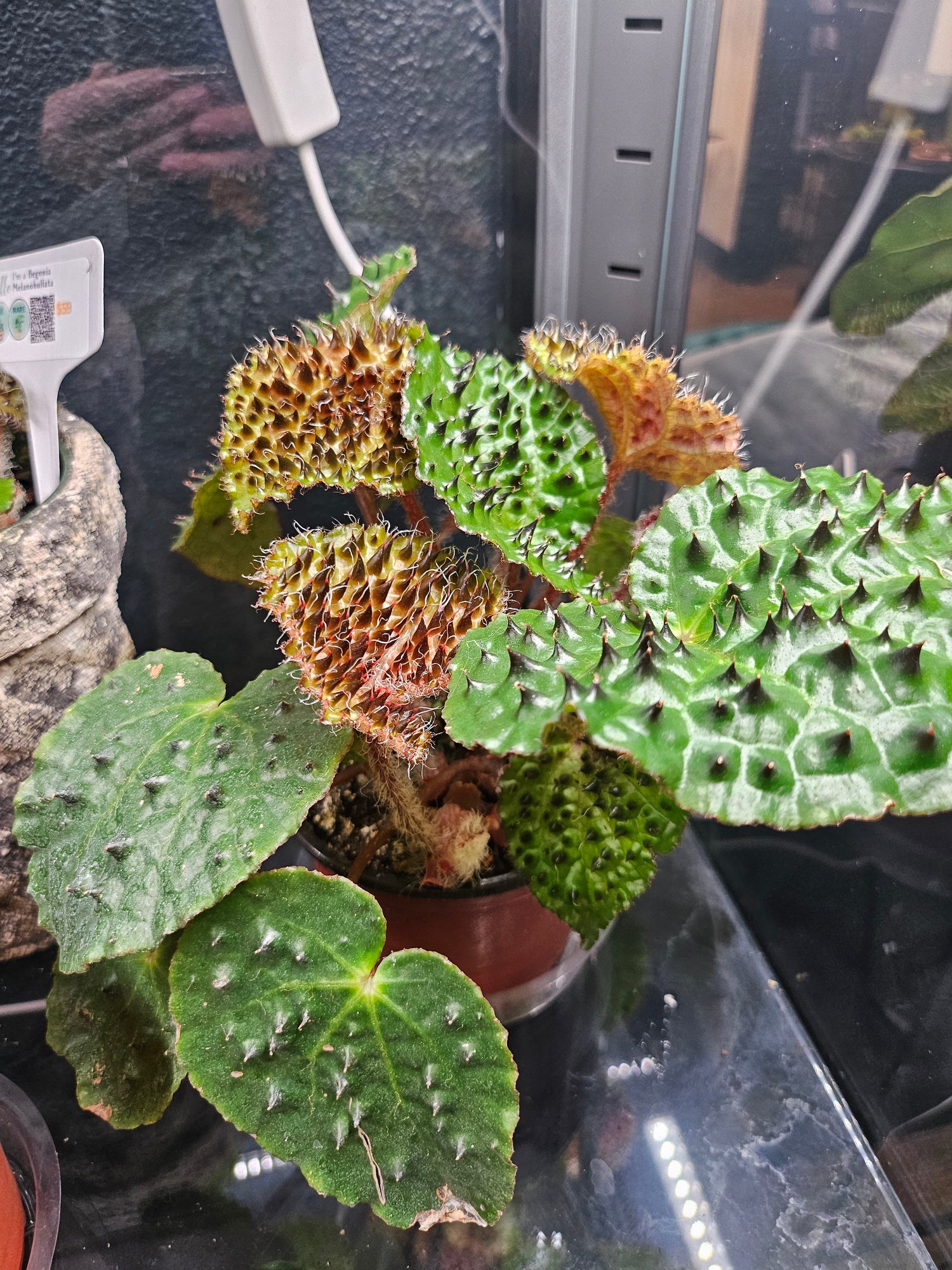 Begonia Ferox / Fierce Begonia Rare Plant