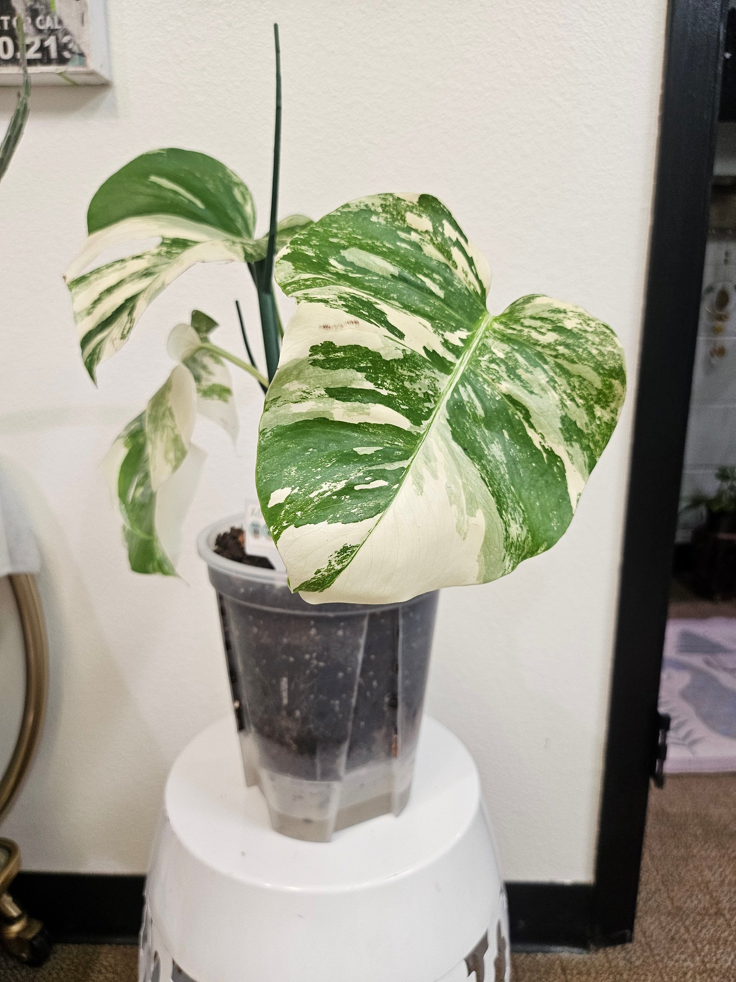 Monstera delisioca ‘Albo-Variegata&