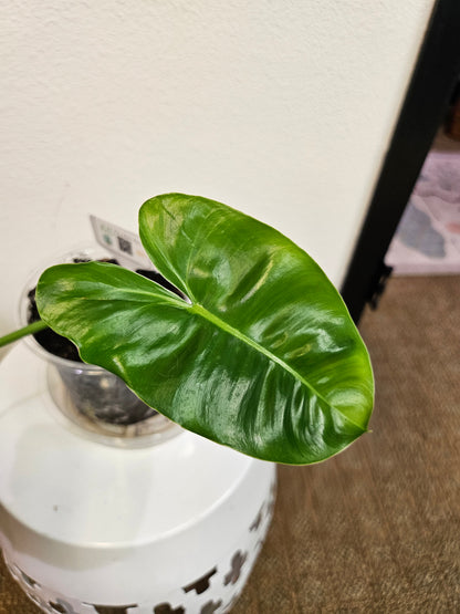 Philodendron Burle Marx (Philodendron imbe ‘Burle Marx’) 4&quot; Plant