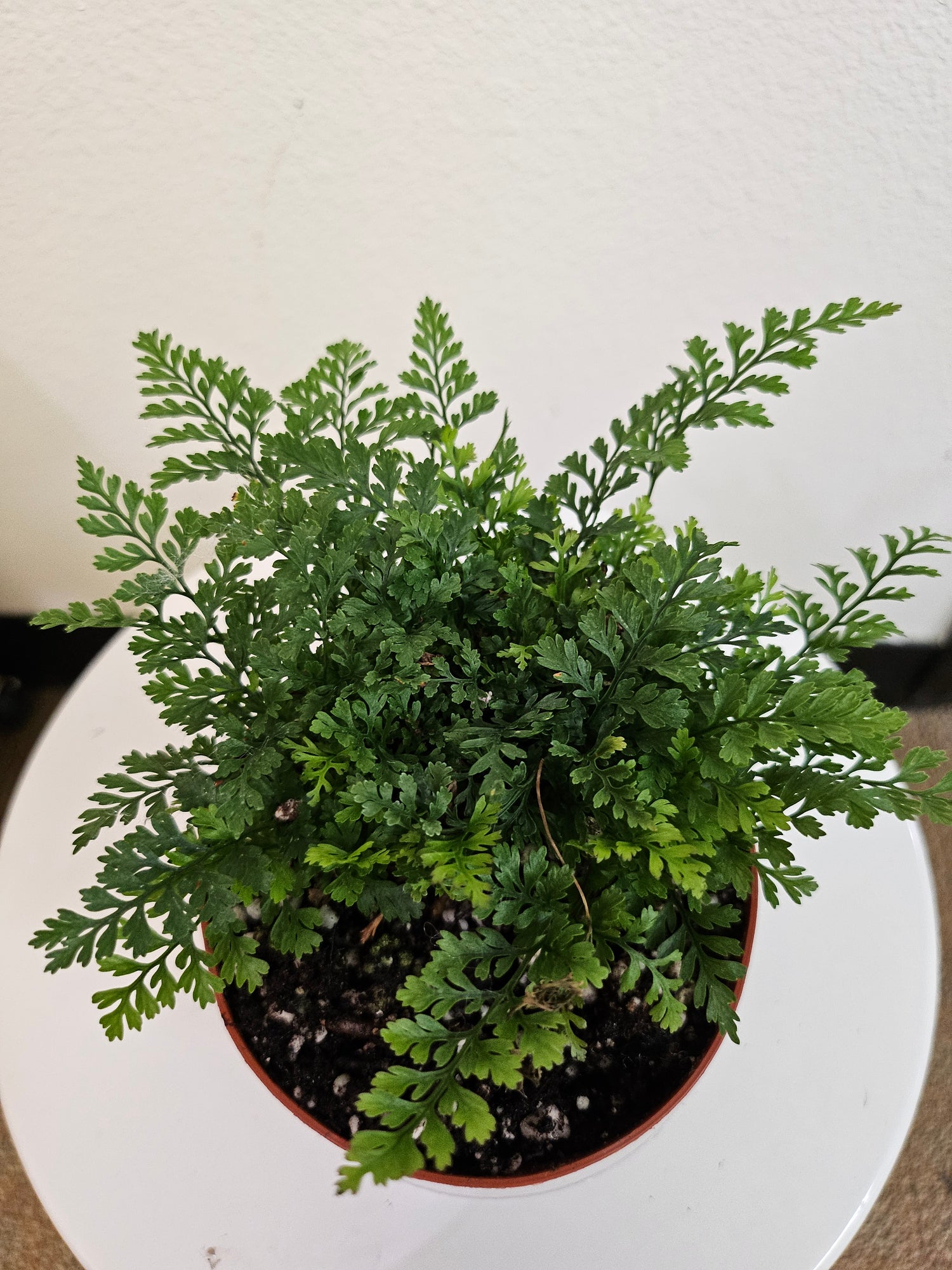 Rabbit’s Foot Fern (Davallia fejeensis) 4&quot; Plant